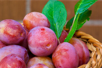 Close-up of fresh newly picked Victoria plums with its green leaves in a weaved basket outdoors in autumn.