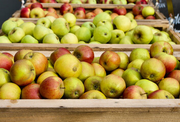 Close-up of fresh newly picked organic cultivated apples for sale at farmers market in autumn. 