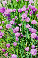 Fototapeta premium Close-up of chive plants in bloom with purple flowers in a herb garden in summer.