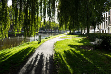 Fototapeta na wymiar Willow tree in a park in Delft, Netherlands