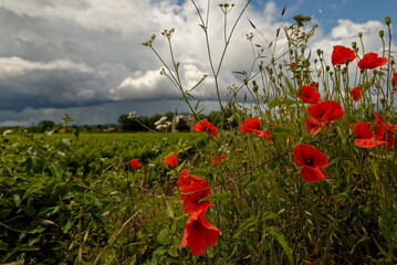 Coquelicots rouges dans la nature avec ciel orageux. Paysage de ciel orageux avec château viticole en arrière plan