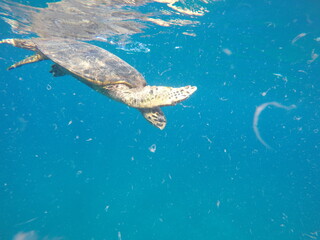 Eretmochelys imbricata  hawksbill sea turtle is a critically endangered sea turtle belonging to the family Cheloniidae. here in red sea egypt male specimen