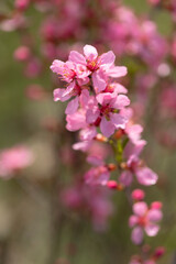 Fototapeta na wymiar Blühende Russische Zwergmandel (Prunus tenella speciosa) im Garten