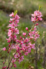 Blühende Russische Zwergmandel (Prunus tenella speciosa) im Garten - 777462712
