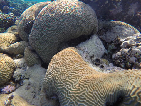 Platygyra is a genus of stony corals in the family Merulinidae. Platygyra. Platygyra lamellina
