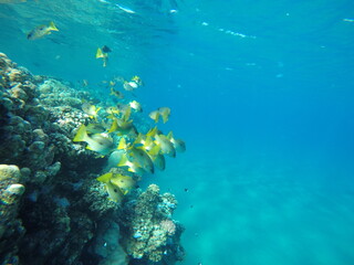 Lutjanus fulviflamma, the dory snapper, blackspot snapper, black-spot sea perch, finger-mark bream,...