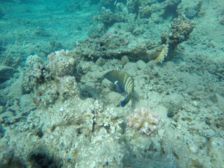 Obraz premium Cephalopholis argus, the peacock hind, roi, bluespotted grouper, and celestial grouper, is a species of marine ray-finned fish, a member of the subfamily Epinephelinae, the groupers