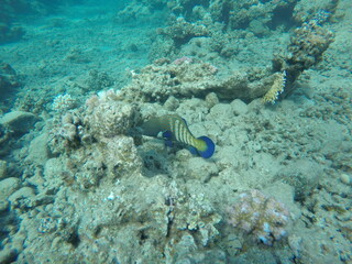 Cephalopholis argus, the peacock hind, roi, bluespotted grouper, and celestial grouper, is a species of marine ray-finned fish, a member of the subfamily Epinephelinae, the groupers