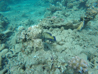 Cephalopholis argus, the peacock hind, roi, bluespotted grouper, and celestial grouper, is a species of marine ray-finned fish, a member of the subfamily Epinephelinae, the groupers