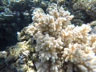underwater scenery in red sea egypt, coral reef fauna