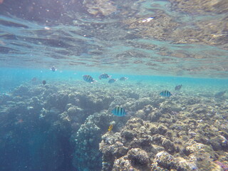  Indo-Pacific sergeant (Abudefduf vaigiensis) is a species of damselfish in the family Pomacentridae above coral reef in Red sea Egypt