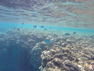  Indo-Pacific sergeant (Abudefduf vaigiensis) is a species of damselfish in the family Pomacentridae above coral reef in Red sea Egypt