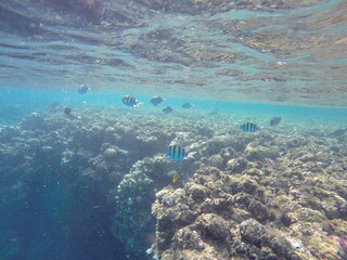  Indo-Pacific sergeant (Abudefduf vaigiensis) is a species of damselfish in the family Pomacentridae above coral reef in Red sea Egypt - obrazy, fototapety, plakaty