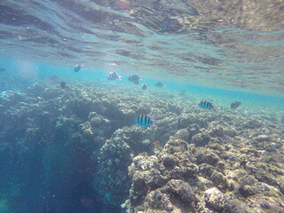 Fototapeta premium Indo-Pacific sergeant (Abudefduf vaigiensis) is a species of damselfish in the family Pomacentridae above coral reef in Red sea Egypt
