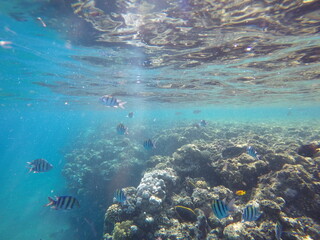  Indo-Pacific sergeant (Abudefduf vaigiensis) is a species of damselfish in the family Pomacentridae above coral reef in Red sea Egypt