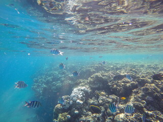 Fototapeta na wymiar Indo-Pacific sergeant (Abudefduf vaigiensis) is a species of damselfish in the family Pomacentridae above coral reef in Red sea Egypt