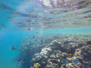  Indo-Pacific sergeant (Abudefduf vaigiensis) is a species of damselfish in the family Pomacentridae above coral reef in Red sea Egypt