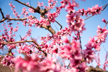 Beautiful spring blossom, cherry trees with flowers - 777467594