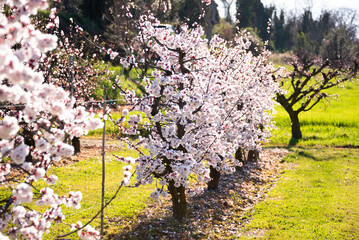 Beautiful spring blossom, cherry trees with flowers - 777468545