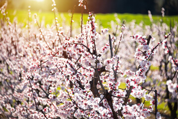 Beautiful spring blossom, cherry trees with flowers - 777469129