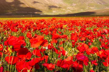Poppy flowers blooming on summer meadow in sunlight - 777470185