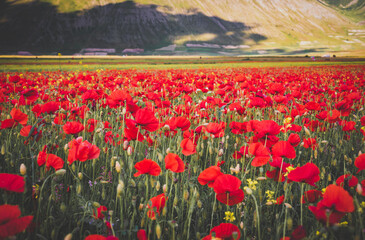 Poppy flowers blooming on summer meadow in sunlight - 777470760