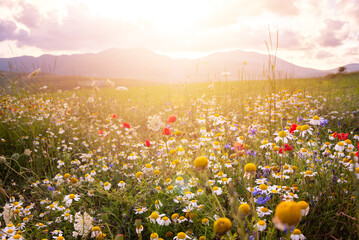 Wild flowers on summer meadow in sunlight