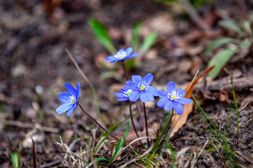 Hepatica nobilis in bloom, group of blue violet purple small flowers, early spring wildflowers, brown background.