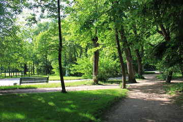Fototapeta na wymiar Photo, park, forest, bench, sunlight. High quality photo