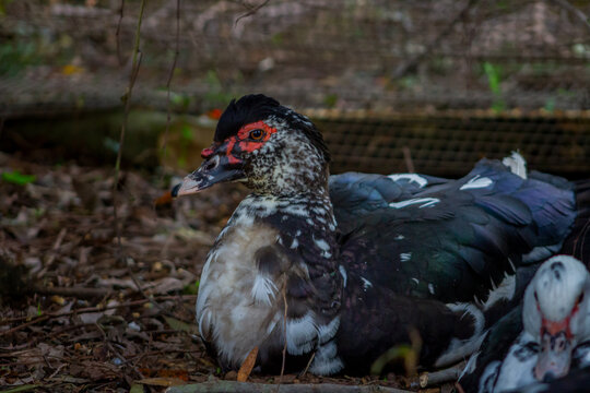 Cairina moschata domestica (Donkin 1989), conocida como pato criollo, Carraco o pato dom&eacute;stico americano, y la original silvestre