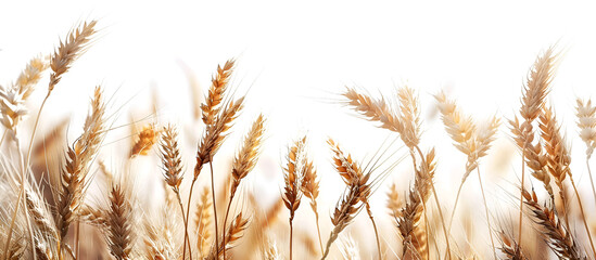 Wheat field isolated, golden wheat field and sunny day, grain field, Photo of wheat spikelets in field, copy space, Generative Ai - obrazy, fototapety, plakaty