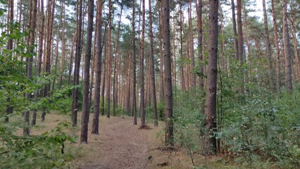 Pine forest in autumn. Path through the forest and tree crowns against the sky