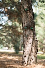 squirrel in the forest
