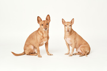 Two brown hounds seated waiting for an order with its leg raised of the ground in an isolated white background