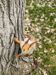 squirrel in the forest