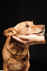Human hand holding up and hugging a brown dog hound with a black background