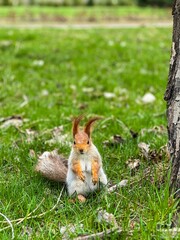 squirrel in the forest