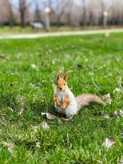 squirrel in the forest