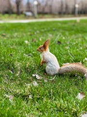 squirrel in the forest