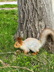 squirrel in the forest