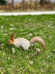 squirrel in the forest