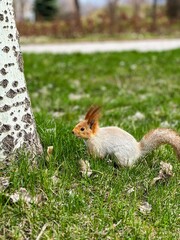 squirrel in the forest