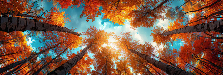 A view of the sky from below through tall trees in autumn colors, Clear blue sky and orange trees leaves seen from below., natural landscape	
