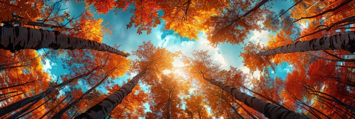 Fototapeten A view of the sky from below through tall trees in autumn colors, Clear blue sky and orange trees leaves seen from below., natural landscape   © Planetz