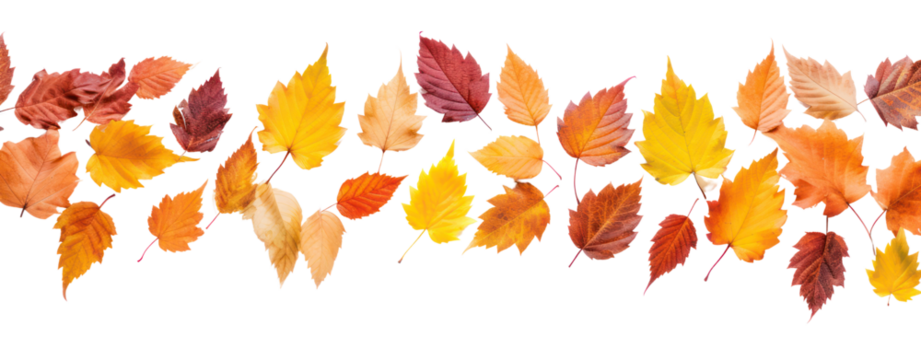 fall leafs in autumn transparent background
