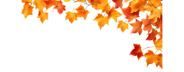 fall leafs in autumn transparent background