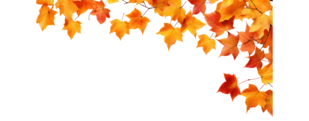 fall leafs in autumn transparent background