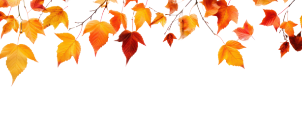fall leafs in autumn transparent background
