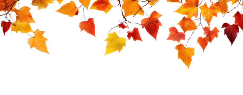 fall leafs in autumn transparent background
