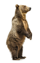 Fototapeta premium Erect brown bear side view on white